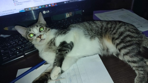 Lulu