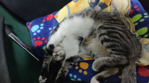 Lulu