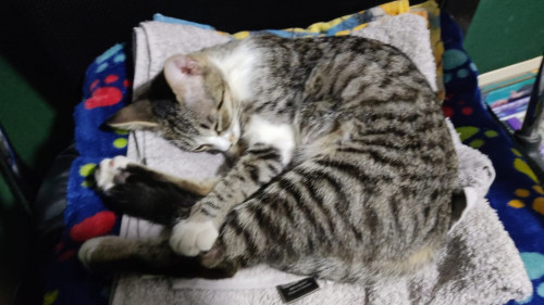 Lulu