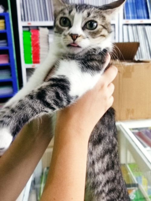 Lulu
