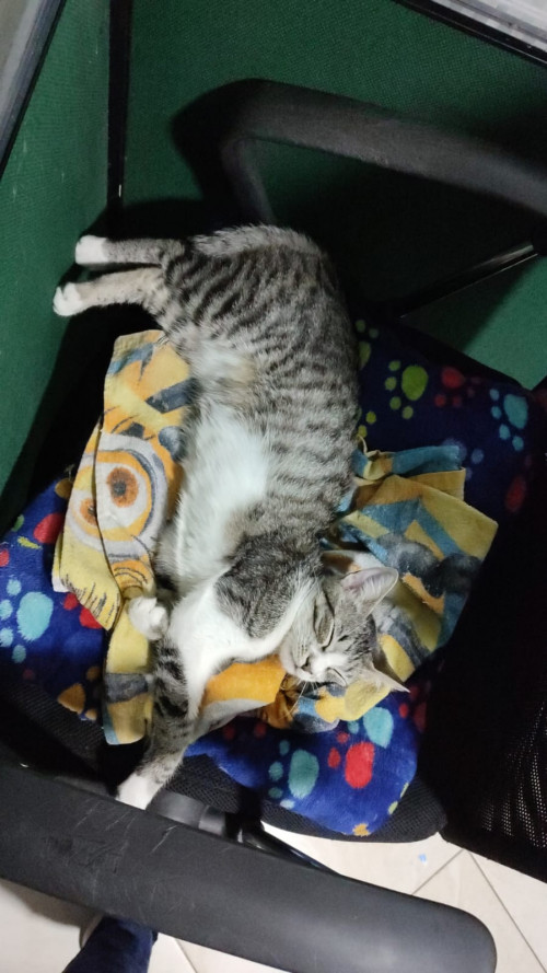 Lulu