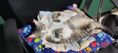 Lulu