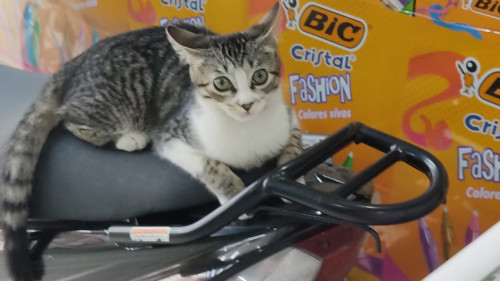 Lulu