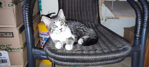Lulu