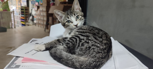 Lulu