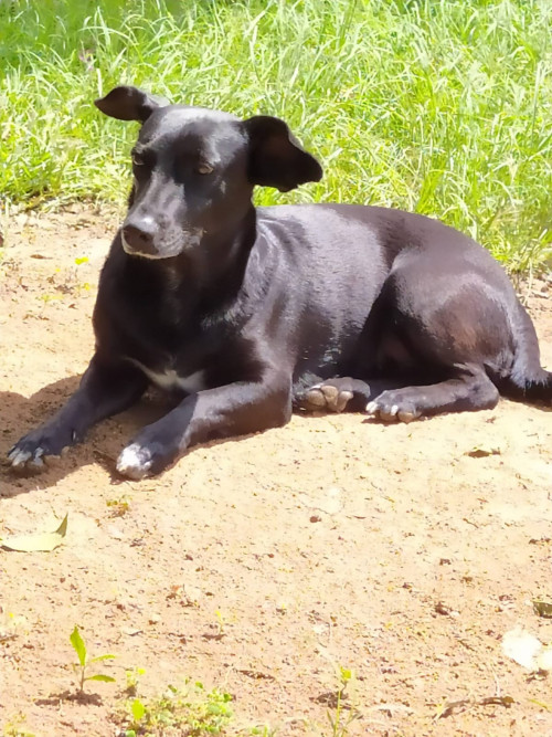 Maya