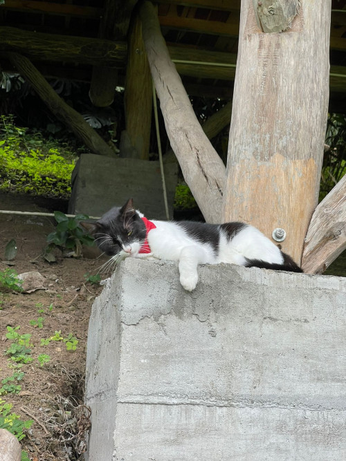 Pirringo 