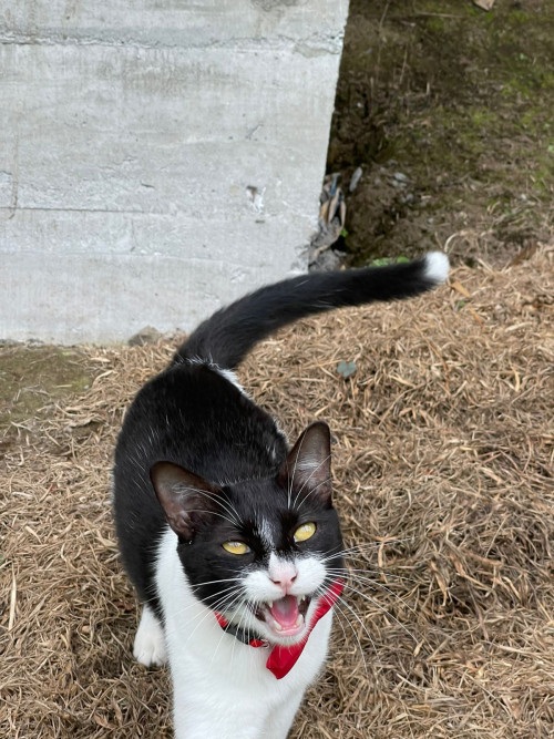 Pirringo 
