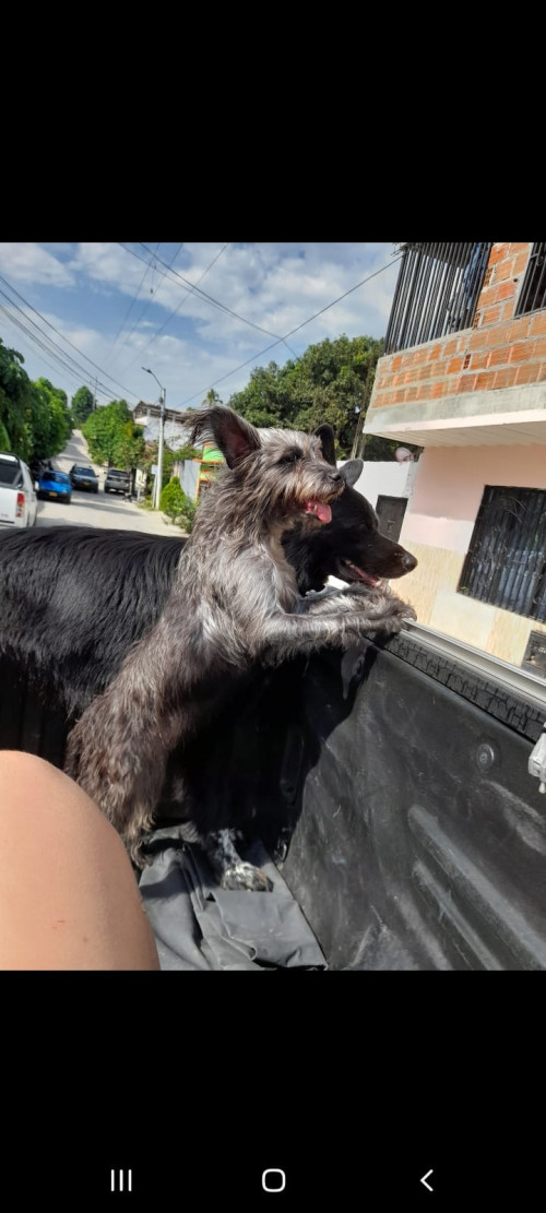 Pía
