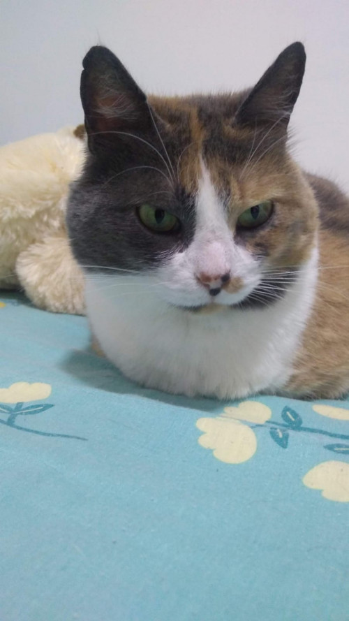 Chavita