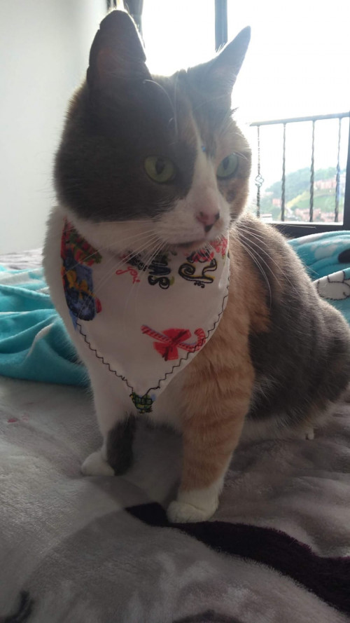 Chavita