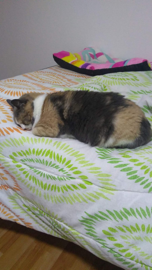Chavita