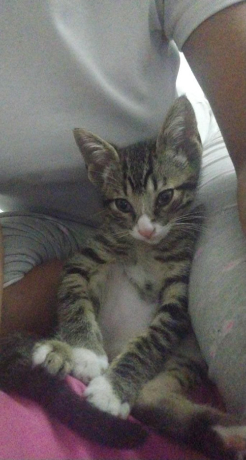 Orión
