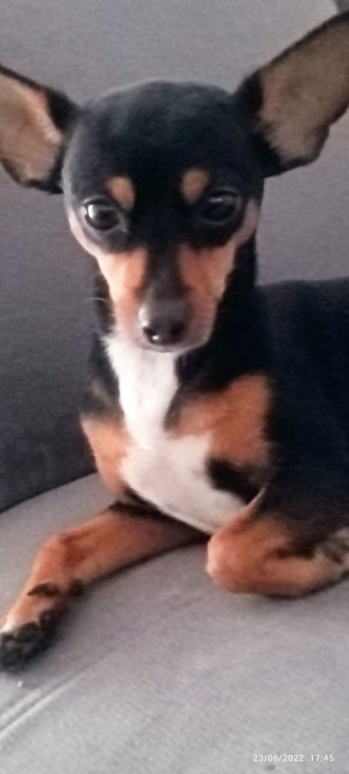 Brida 