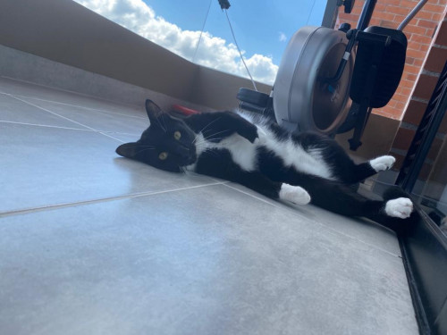 Ramón