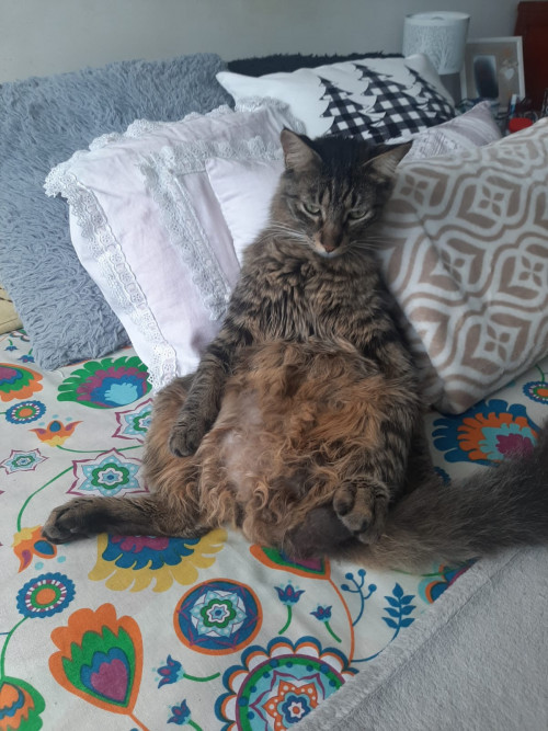 Oreo