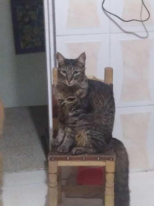Oreo