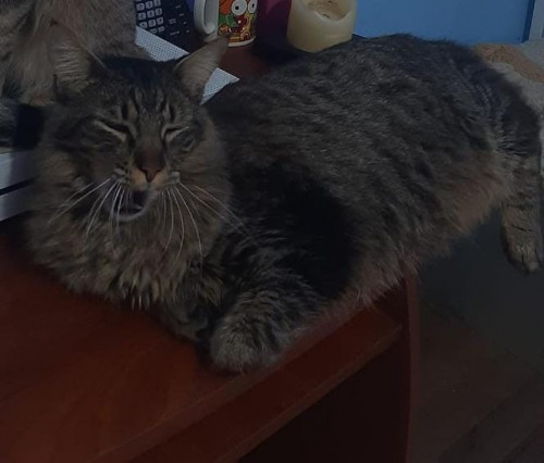 Oreo