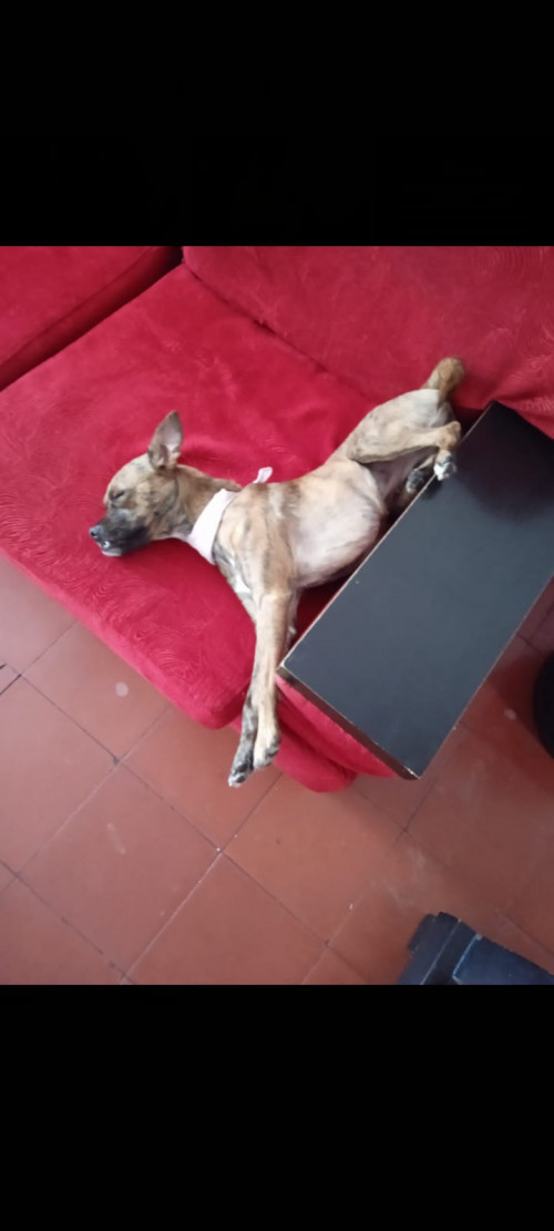 Laika