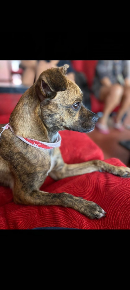 Laika