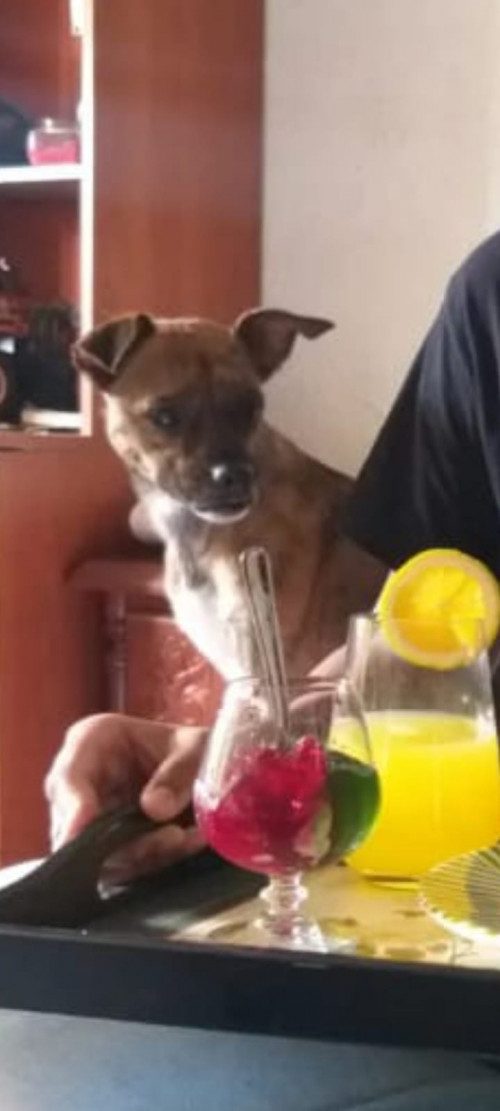 Laika