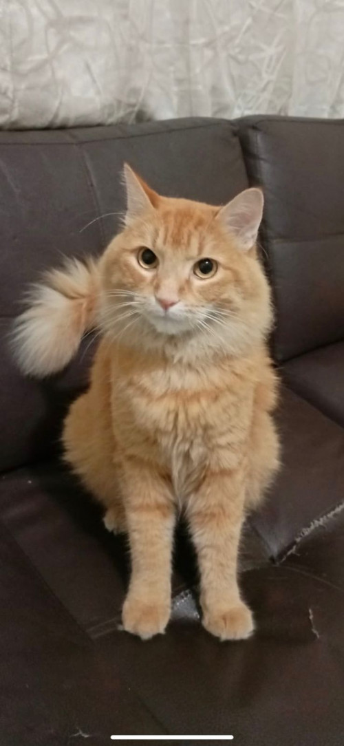 Simba 