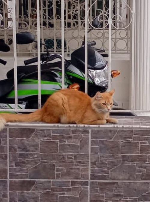 Simba 