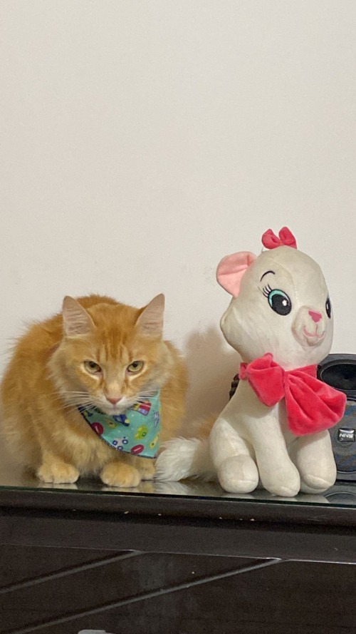 Simba 