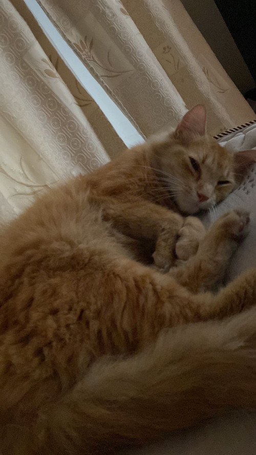 Simba 