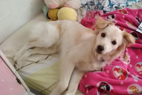 Loky