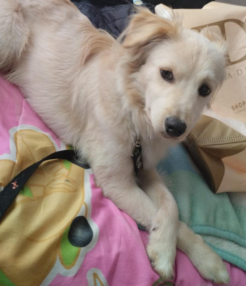 Loky