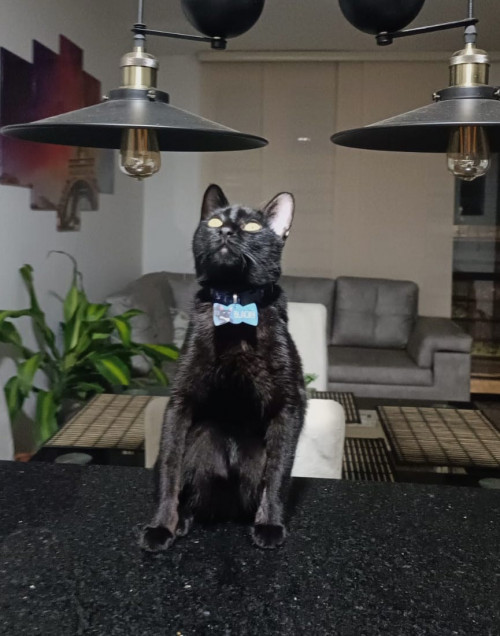 Blacky