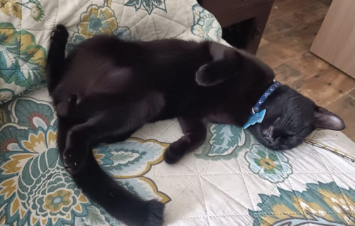 Blacky