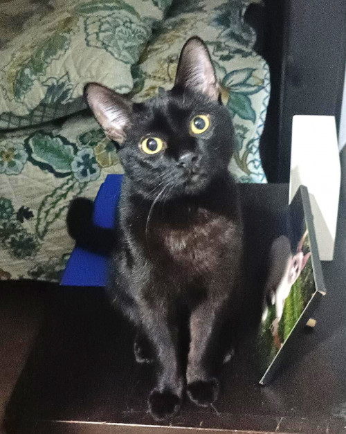 Blacky