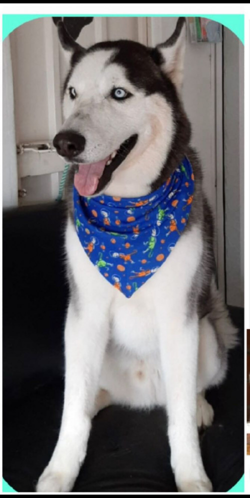 Taz