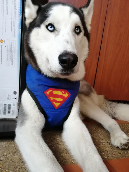 Taz