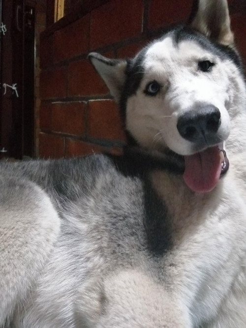 Taz