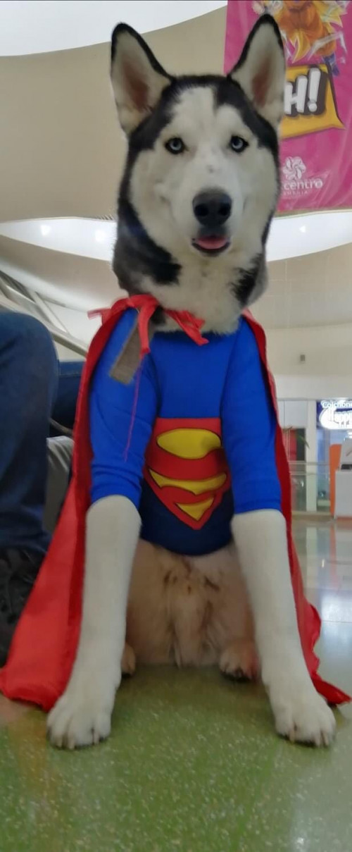 Taz