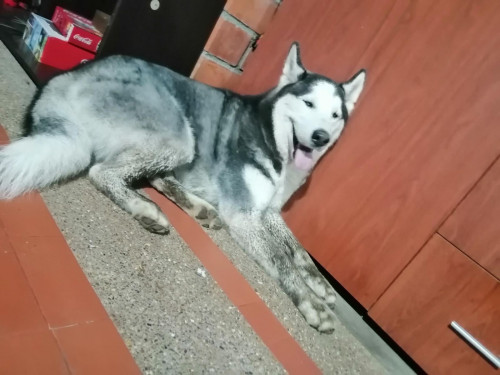 Taz