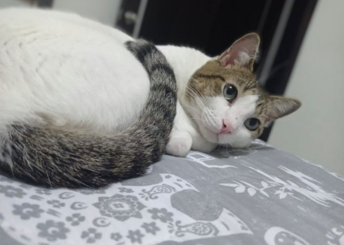 Horus Paquito