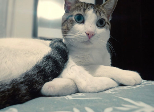 Horus Paquito