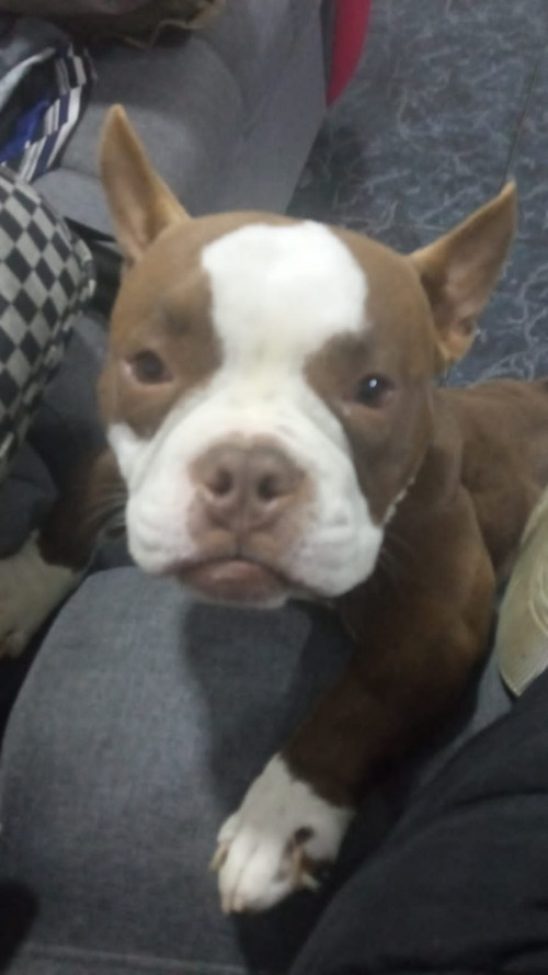 Canela