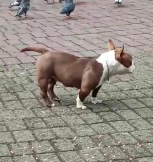 Canela