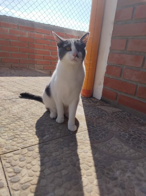 Mimi