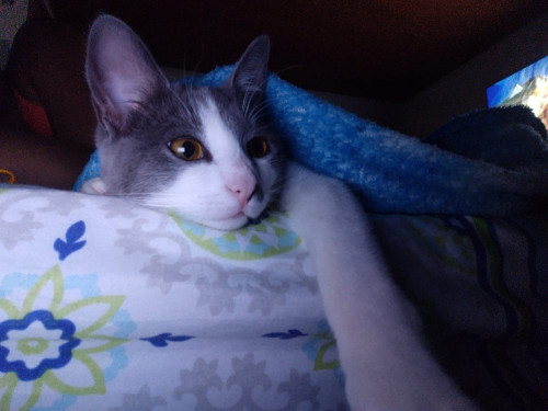 Mimi