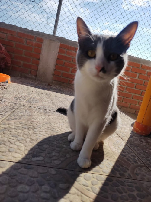 Mimi