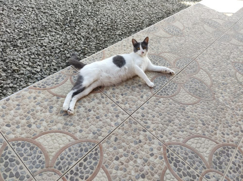 Mimi