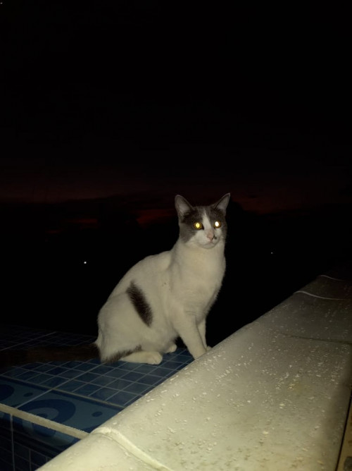 Mimi