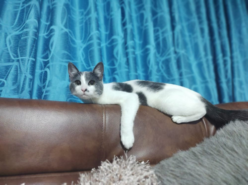 Mimi
