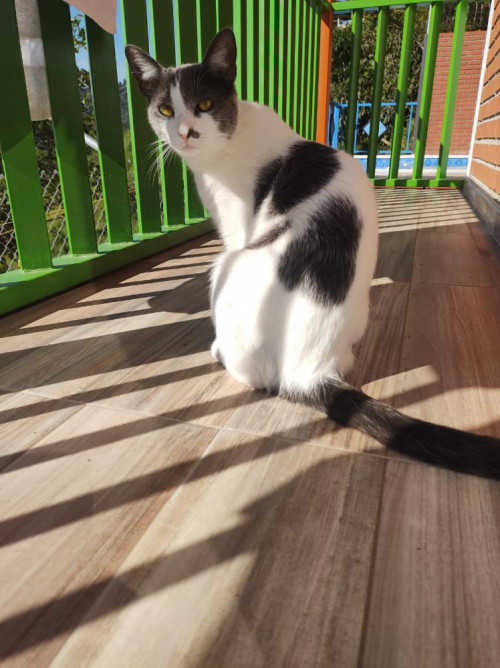 Mimi
